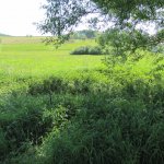 La torbiera più ampia dell’area pannonica, il Burgenland: Rohrer Moor si estende per quarantadue ettari.